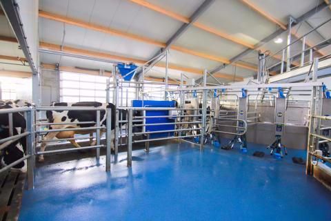 dairymaster rotary auto id